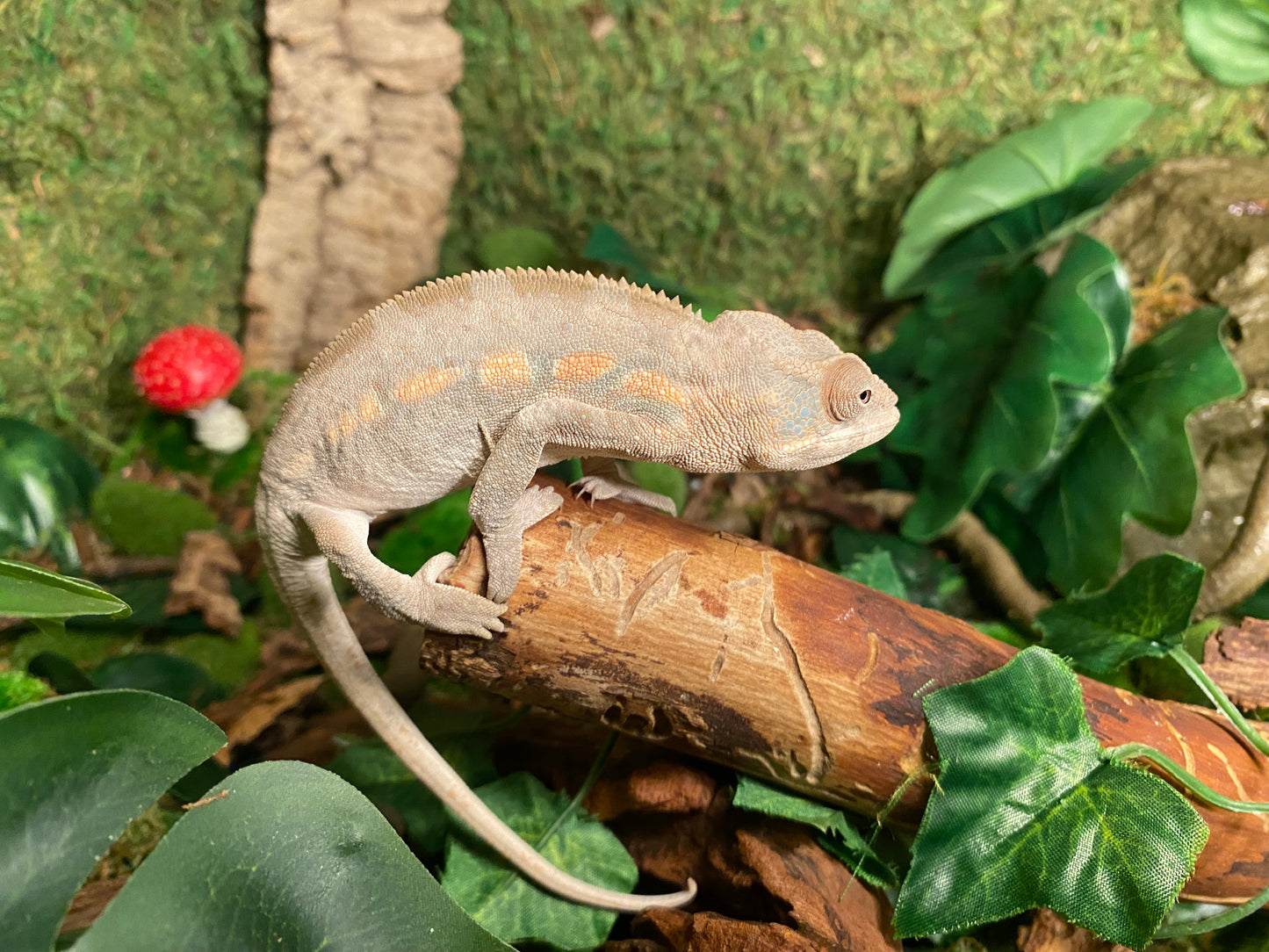 Ambilobe Phanter Chamaleon
