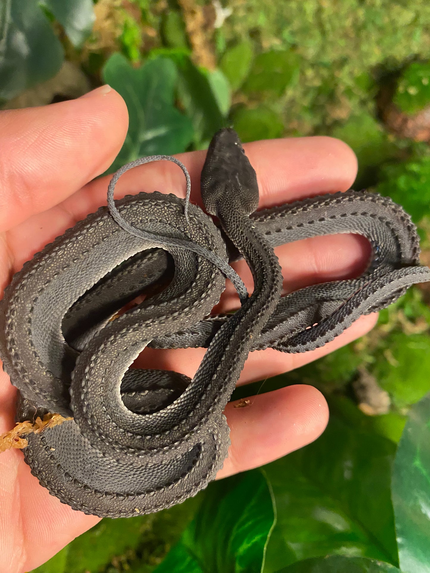 Dragon Snake