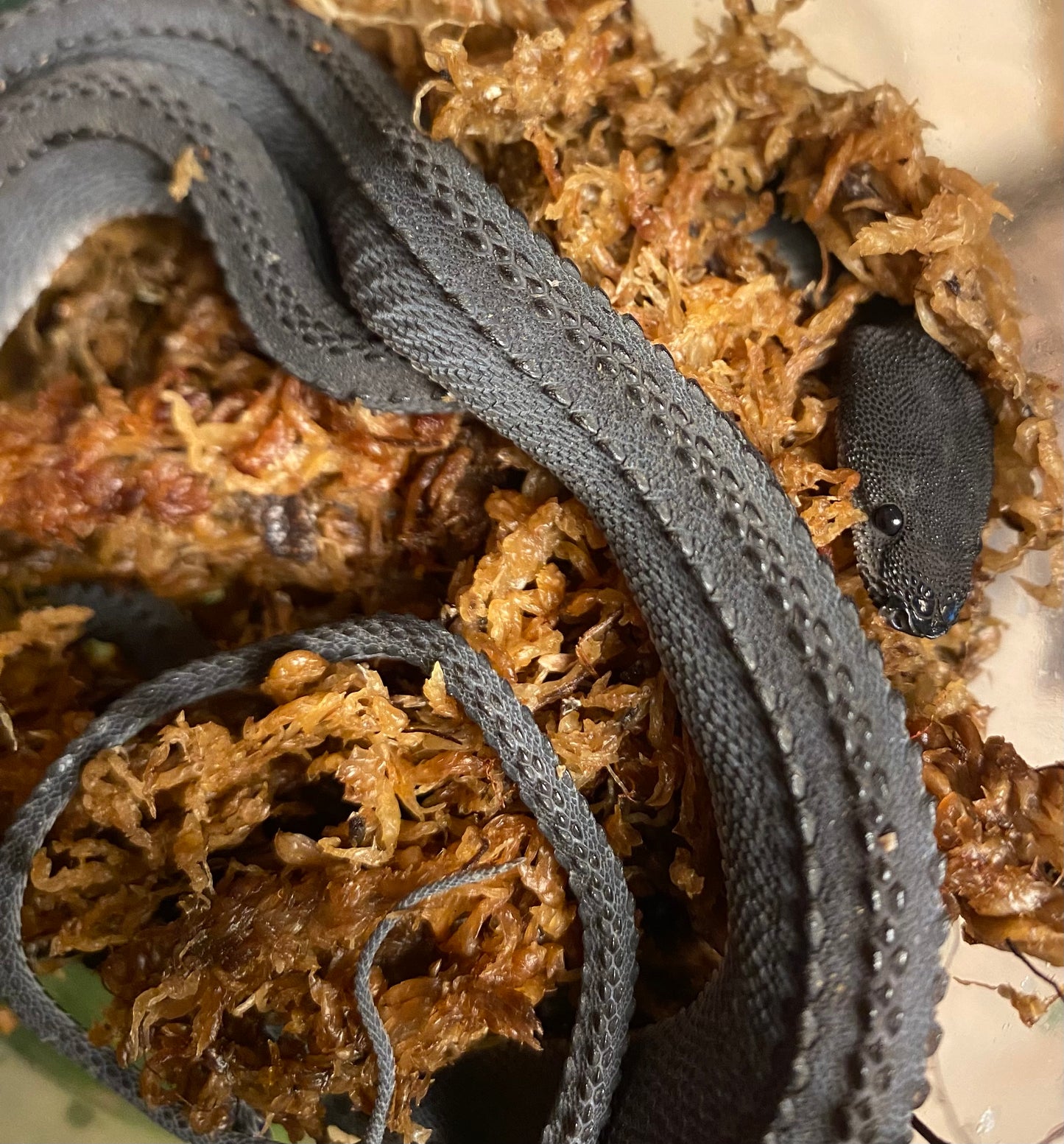 Dragon Snake