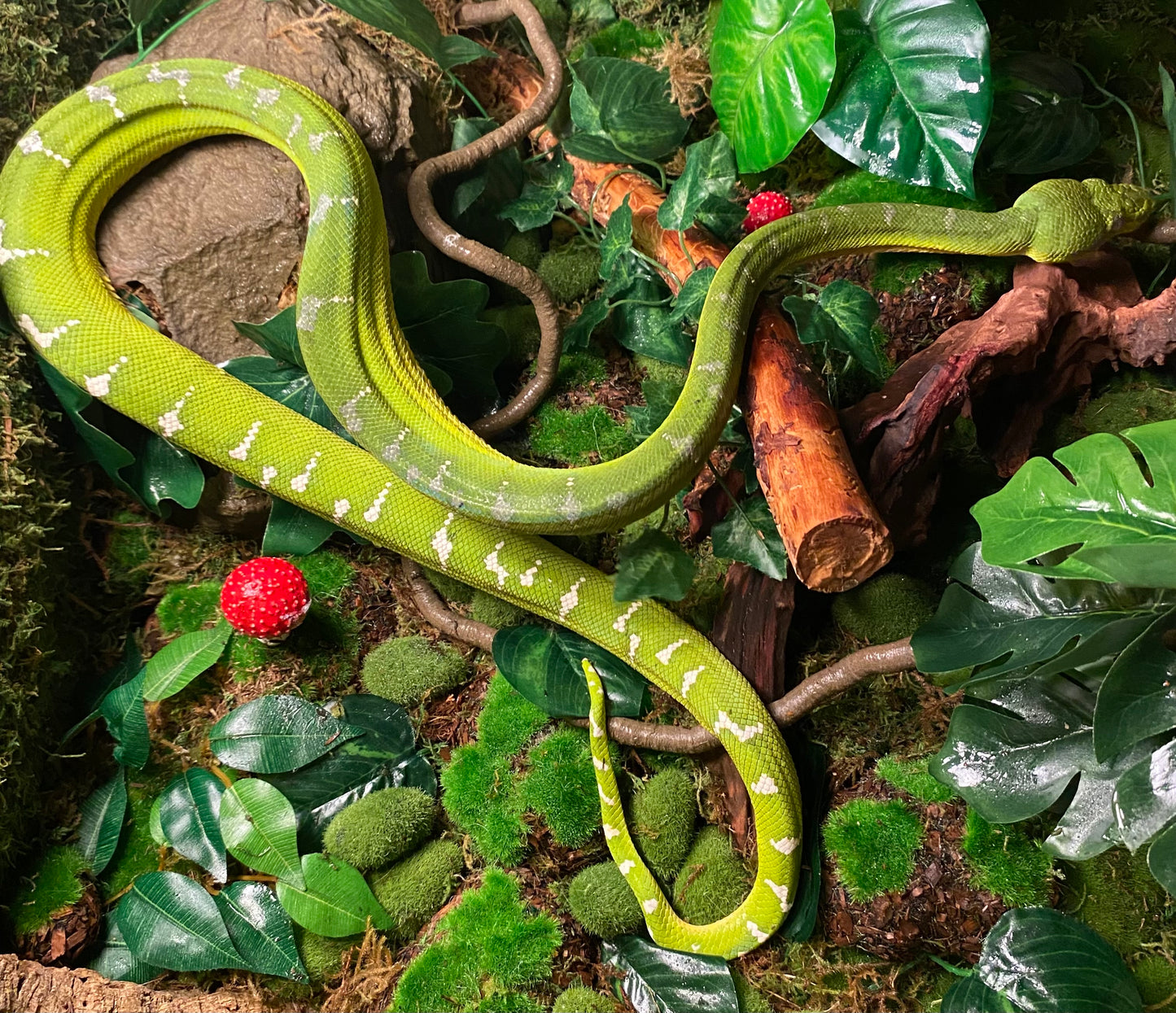 Emerald tree boa