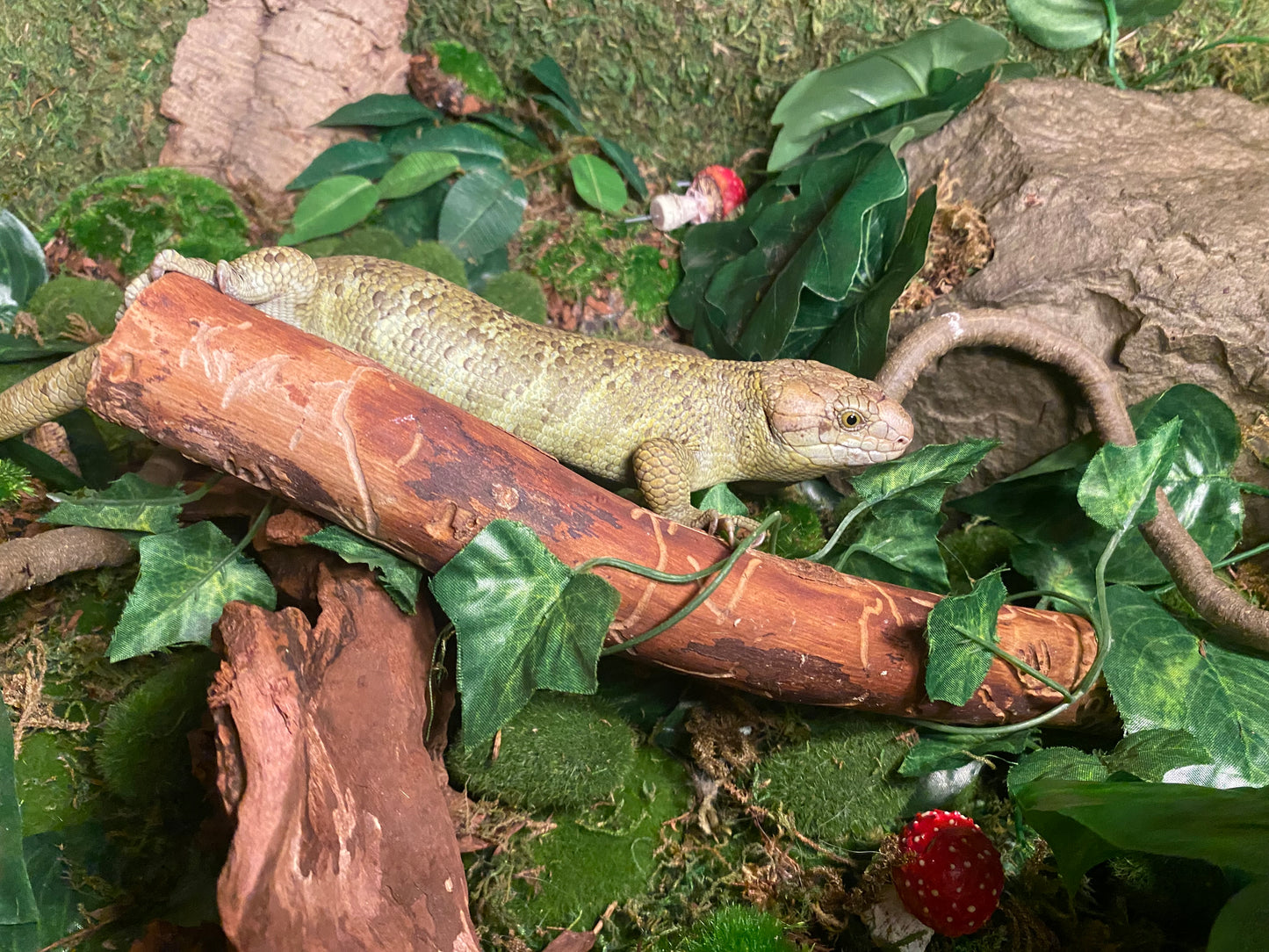 Monkey tail skink