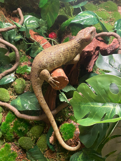 Monkey tail skink