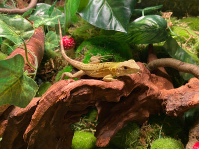 Spiny Tailed Iguana