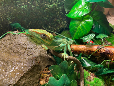 Knight Anole