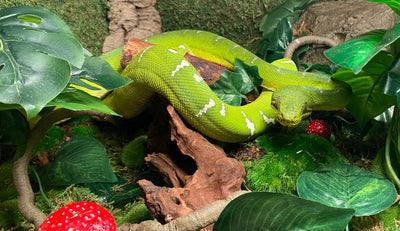 Emerald tree boa