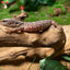 Savannah Monitor