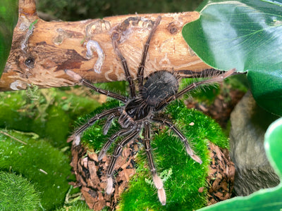 Pink Foot Goliath