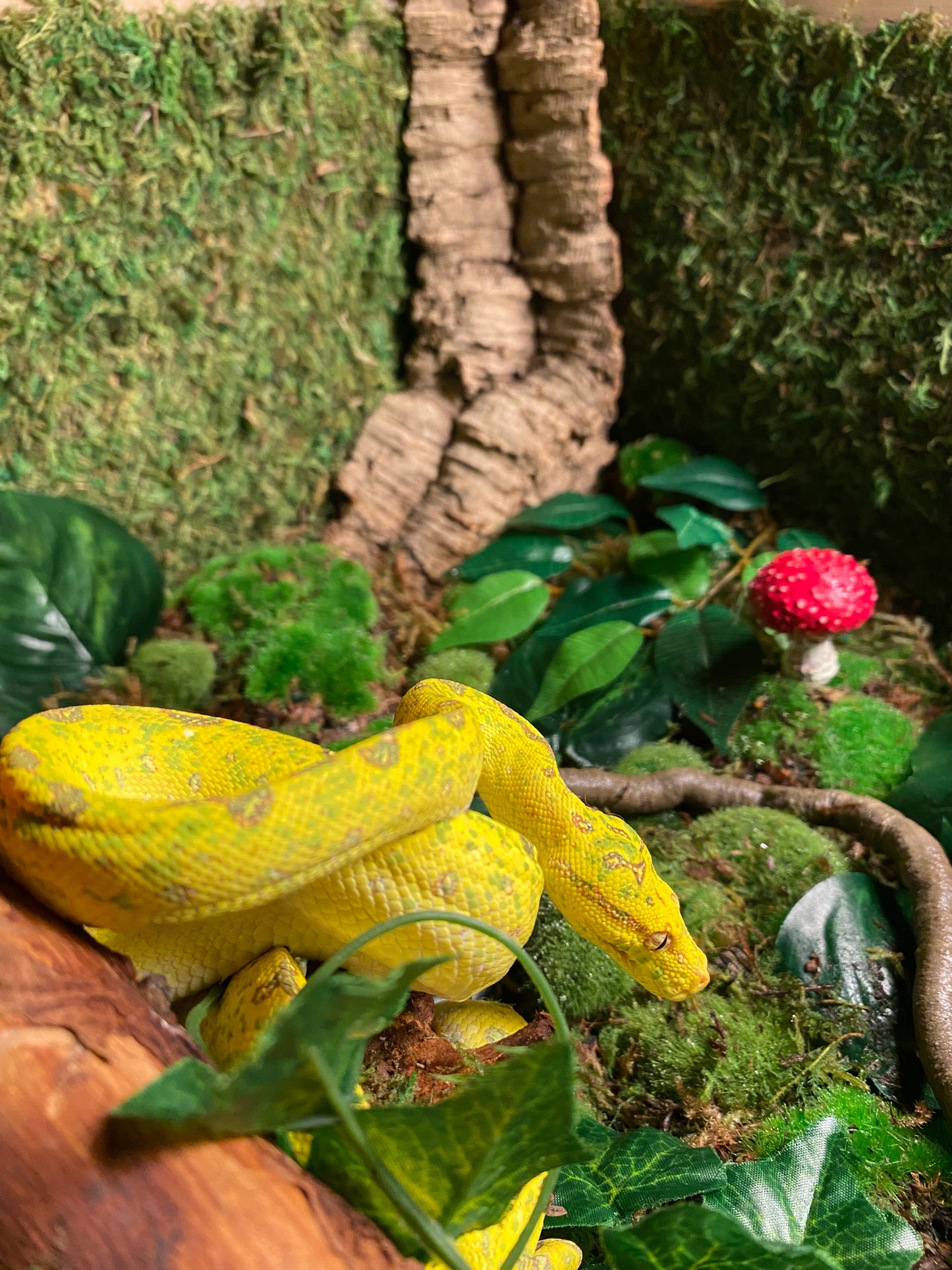 Green tree python