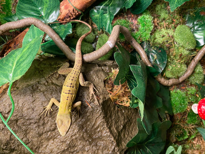 Spiny Tailed Iguana