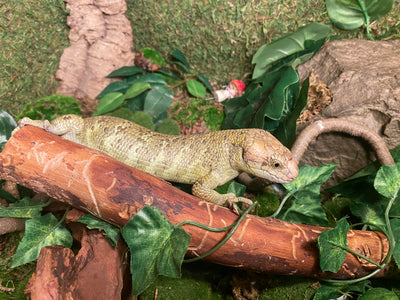 Monkey tail skink