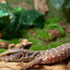 Savannah Monitor