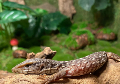 Savannah Monitor