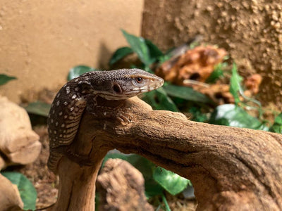 Savannah Monitor