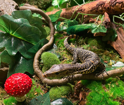 Asian water monitor