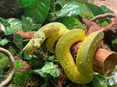 Green tree python