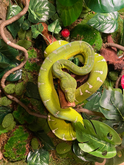 Emerald tree boa