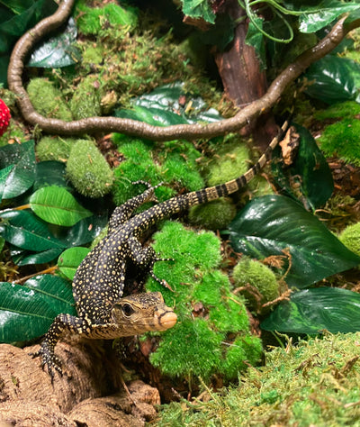 Asian water monitor