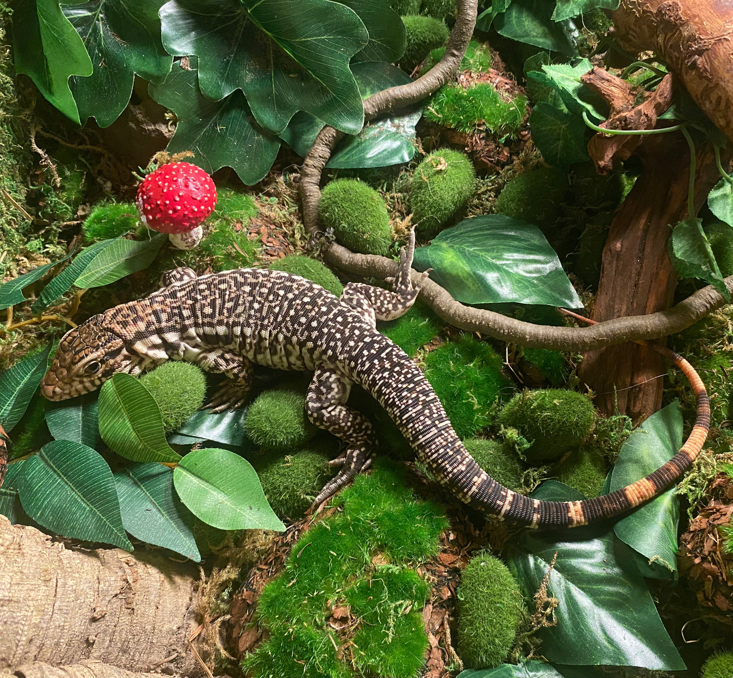 Red Tegu