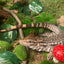 Red Tegu