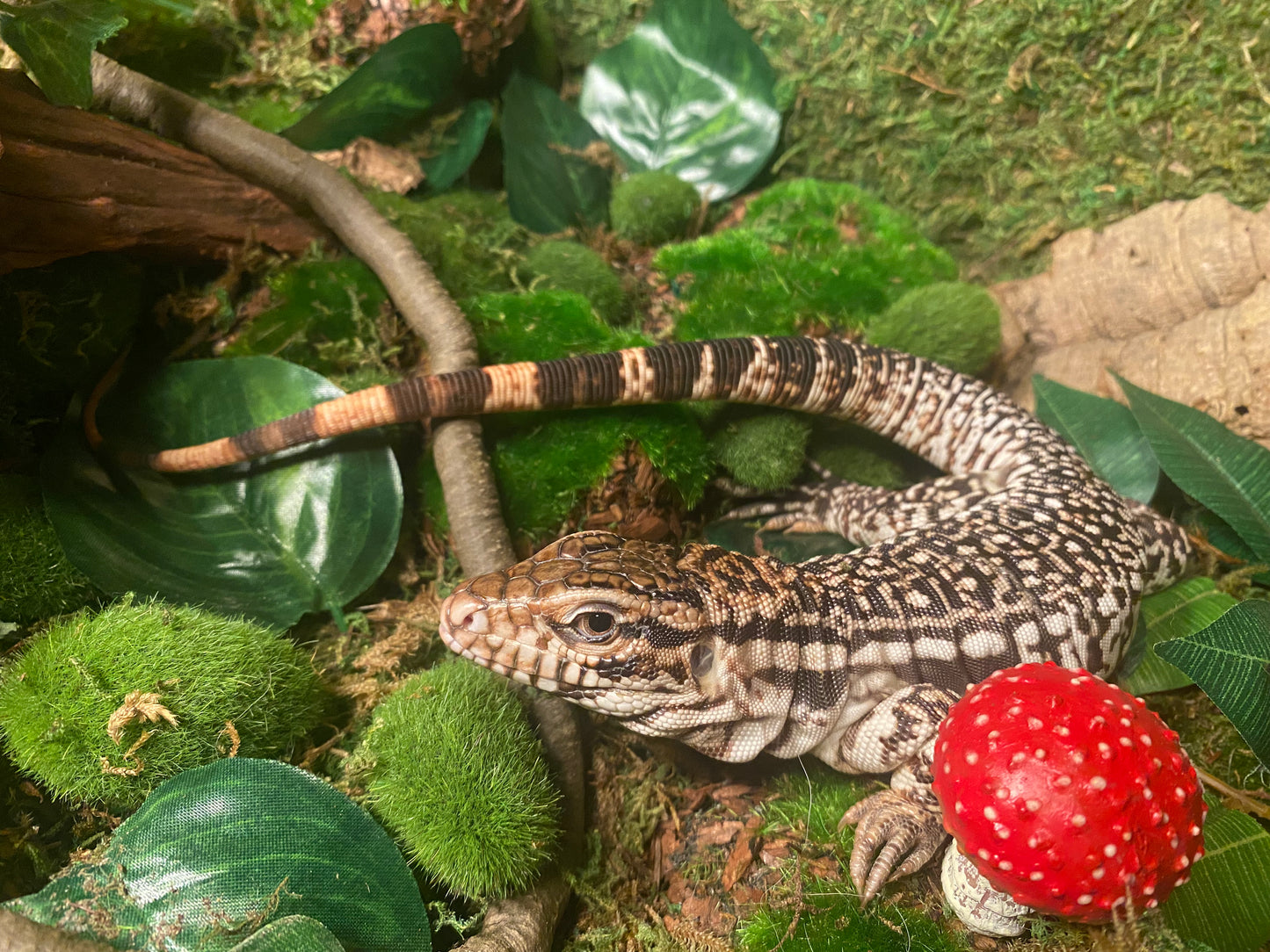 Red Tegu