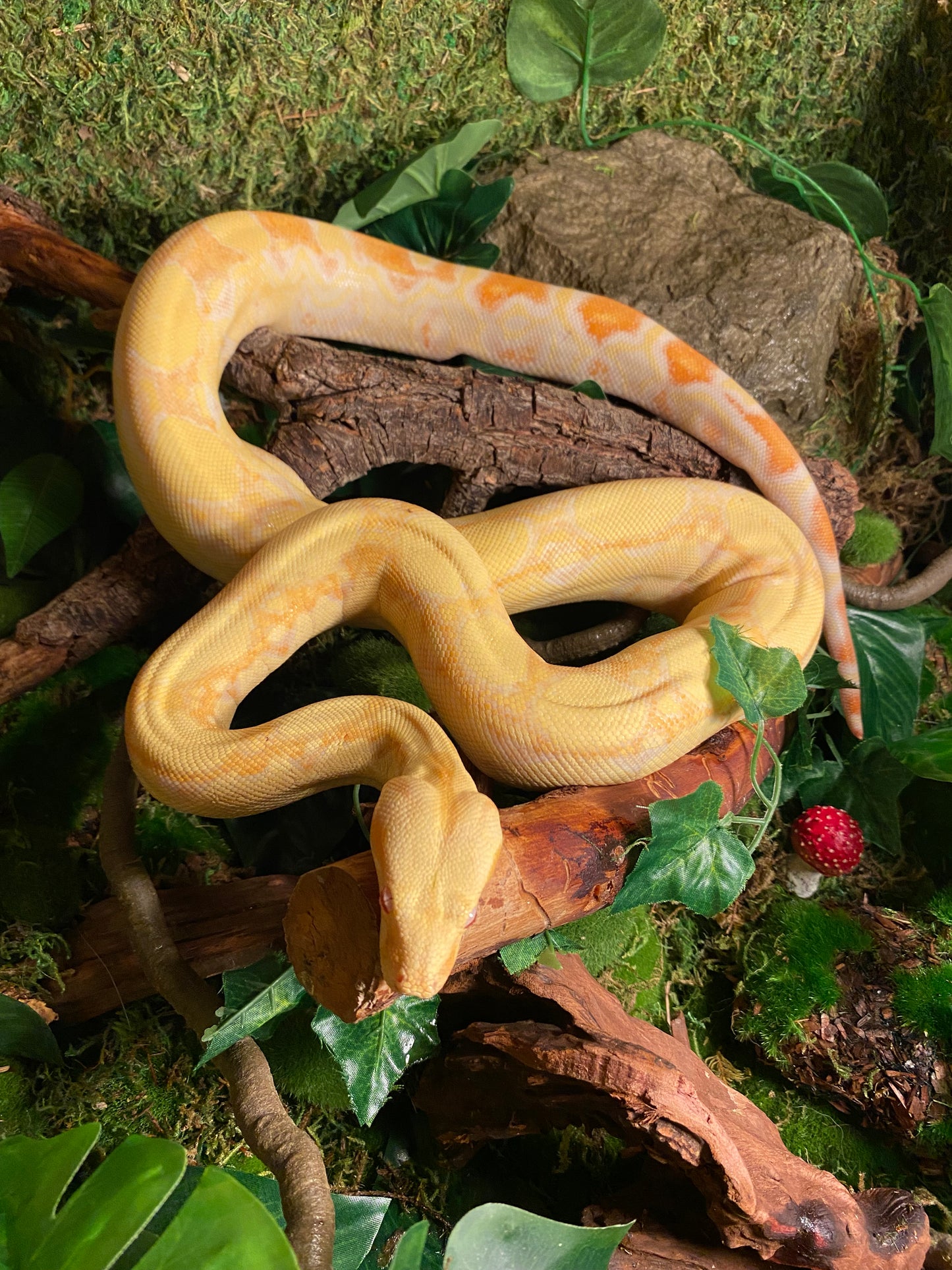 Sunglow boa