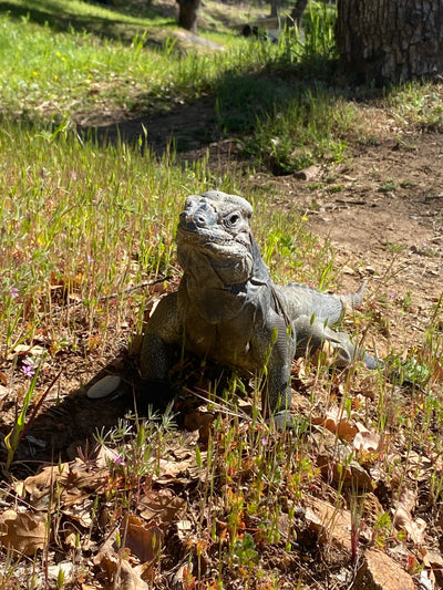 Rhino Iguana